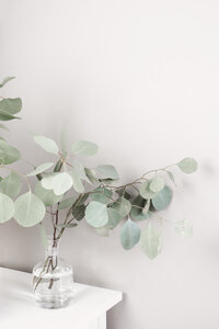 Eucalyptus on table