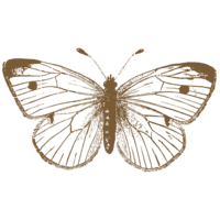 Butterfly for Frankie Template (8)