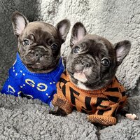 French Bulldog siblings from LMN Bulldogs playing together