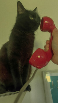 Black cat (moka) answering a red phone