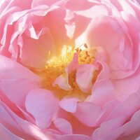 The center of a bright pink rose, glowing yellow in the sun