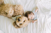 a newborn lays on a bed with the family dog next to him
