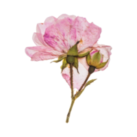Dried pink flower web element