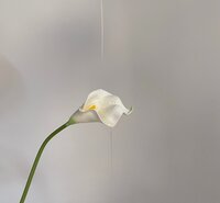 Image of artistic floral imagery from Brand photographer nyc at ADP Studio