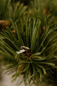 wedding rings hanging on evergreen branch