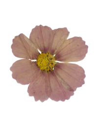 dried flower