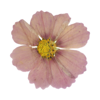 Dried pink flower web element