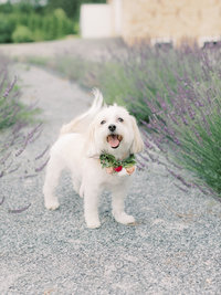 JenRyanEngagement_LFP041