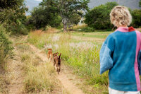 Two dogs running down path on the field