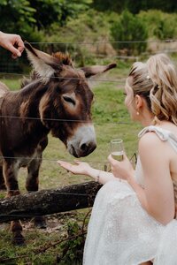 Wedding Photos with Animals at Old Forest School in Te Puke
