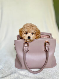 Maltipoo Puppy in a mug