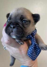 Black and brown french bulldog puppy wearing a blue tie