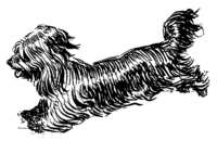 dog