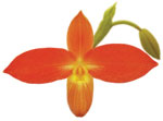 Dancing Light Orchid Essence -  Radiant Strength essence