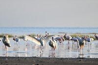 Migration Tanzania Safari - Ngorongoro Crater - Pelicans