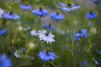 Bright blue Nigella sativa flowers.