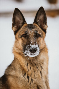 german shepherd in snow 