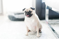 Seattle Wedding Photographer's Pet Pug