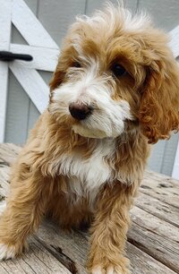 Small Country Mini Doodles Kansas City Cavapoos448542873_783117653982525_5775492271354773332_n