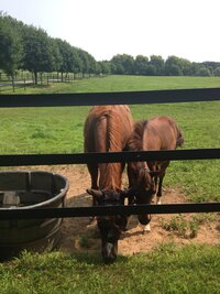 Horses on farm eating in saratoga springs, adoption agency near me, northeast, new york, upstate