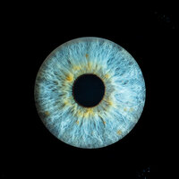 Close-up of a blue and gold iris with intricate detail