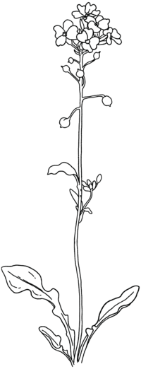 Flower Graphic