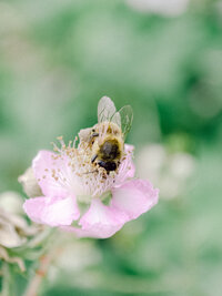 Nature photography fine art print of a bee on a flower by creative director Andreea Bucur