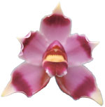 Dancing Light Orchid Essence -  Centered Love essence