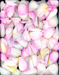 tulip pink petals