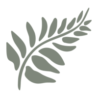Simple fern illustration
