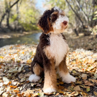 Bernedoodle puppies for sale