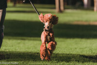 Teddy the Poodle Running with leash photo