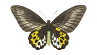 Butterfly illustration from a antique textbook