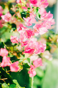 A beautiful photo of Bougainvillea with bright colors was photographed by Mariah Milan.