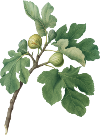 A realistic drawing of a fig tree branch with four leaves and 2 growing, unripe figs