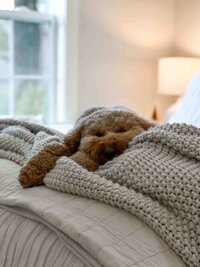 fluffy neutral bedding with golden doodle laying on bed