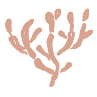 Salmon colored hand-drawn coral illustration