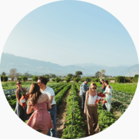 People harvesting on a sunny day at Ayala Farms