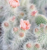 nature portrait of a cactus