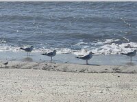 Seagulls on Edisto Beach