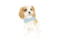 watercolor-pet-portrait-Bingley-H-The-Welcoming-District