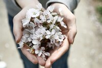 Woman's hands holding blossoms to signify a healthy thriving marriage and relationship