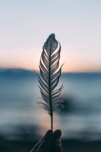 Feather in the sunset.