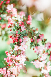 closeup of blossoms on a cherry tree