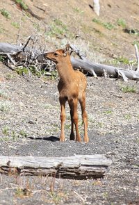 baby-elk-by-lake 2