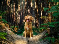 Dog after rehab exercises