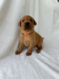 Yellow Collar