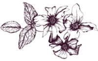Illustrated clematis flower