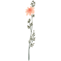 Pink wildflower graphic
