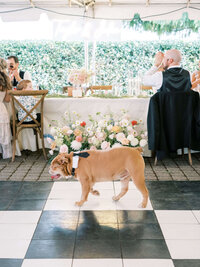 A dog walks in front of a floral design and tables at a luxury outdoor wedding, representing an event planned by Eugene wedding planners, Birdie June. 